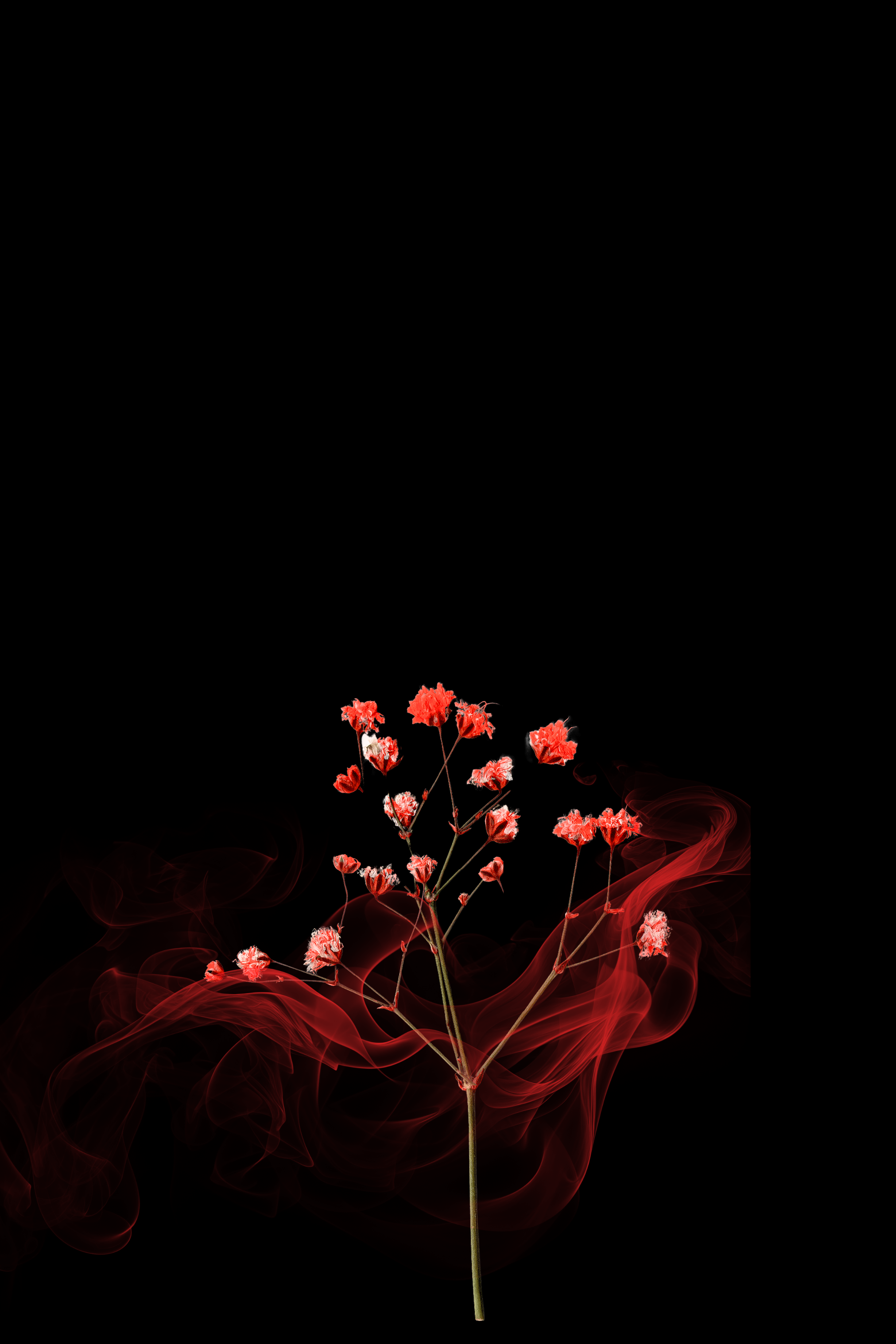 Souffle de gypsophile